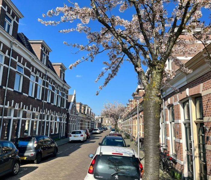 Straat met mooie boom